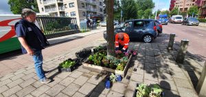 Boomspiegels aan de Leonard Springerlaan