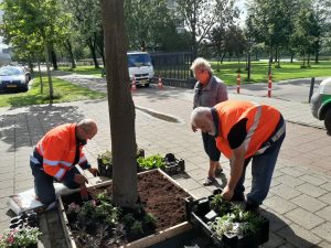 Boomspiegels aan de Leonard Springerlaan